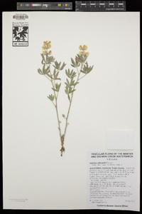 Lupinus albicaulis image