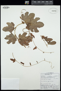 Image of Dioscorea diversifolia