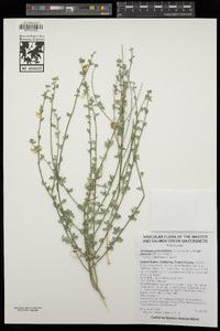 Acmispon procumbens var. jepsonii image