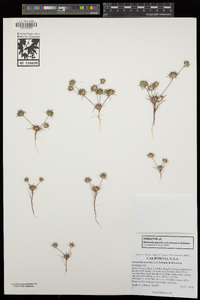 Navarretia aeroides image