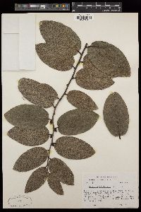 Diospyros hillebrandii image