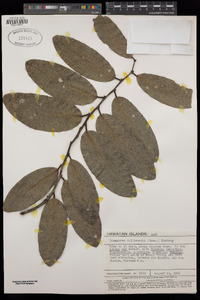 Diospyros hillebrandii image