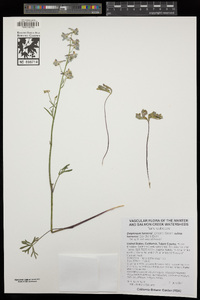 Delphinium hansenii image