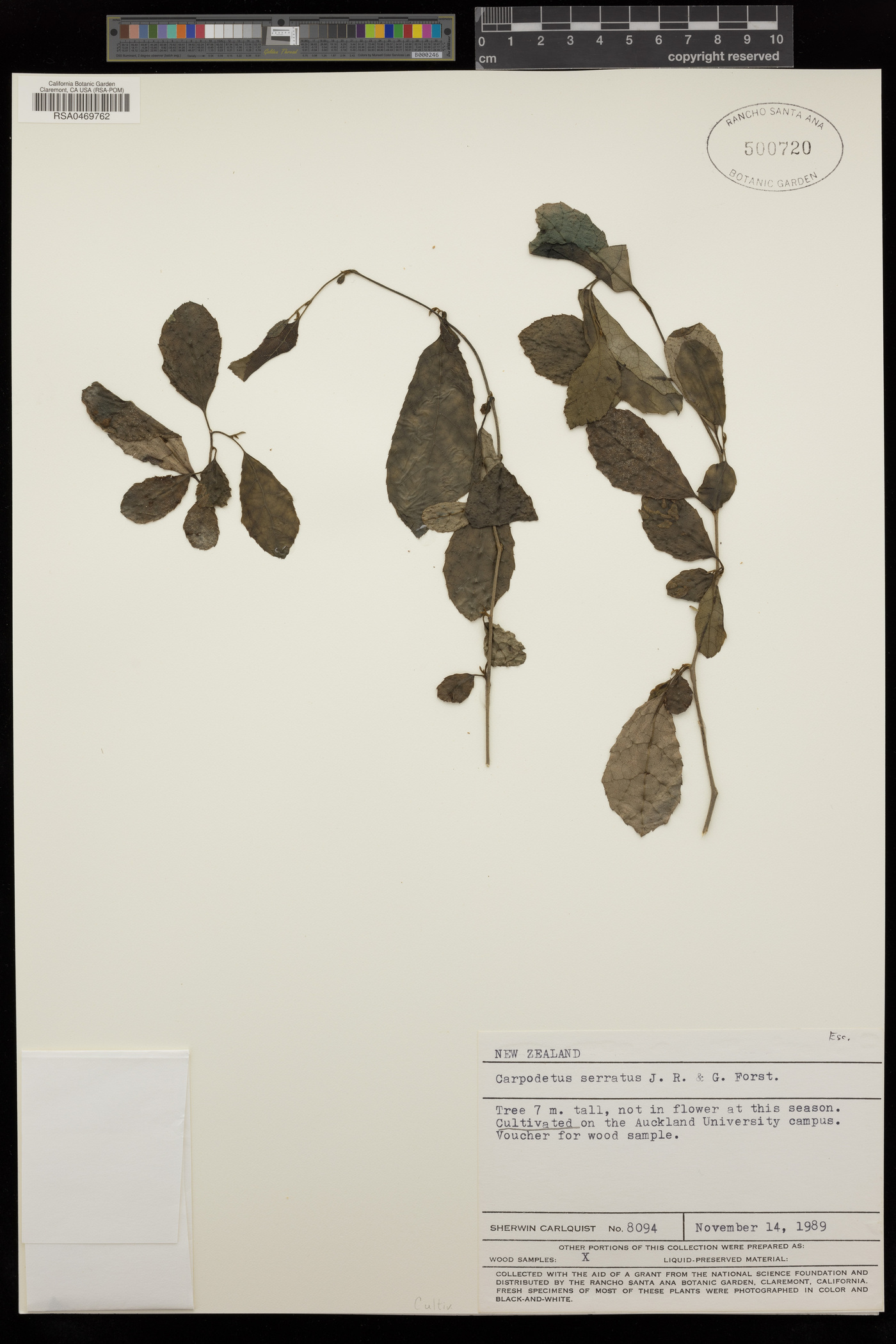 Rousseaceae image