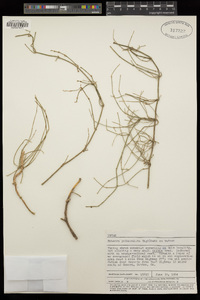 Ephedra pedunculata image