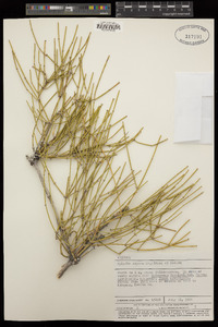 Ephedra aspera image