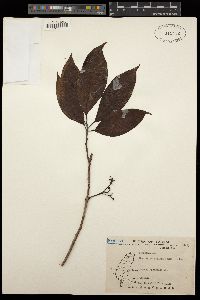 Ehretia longiflora image