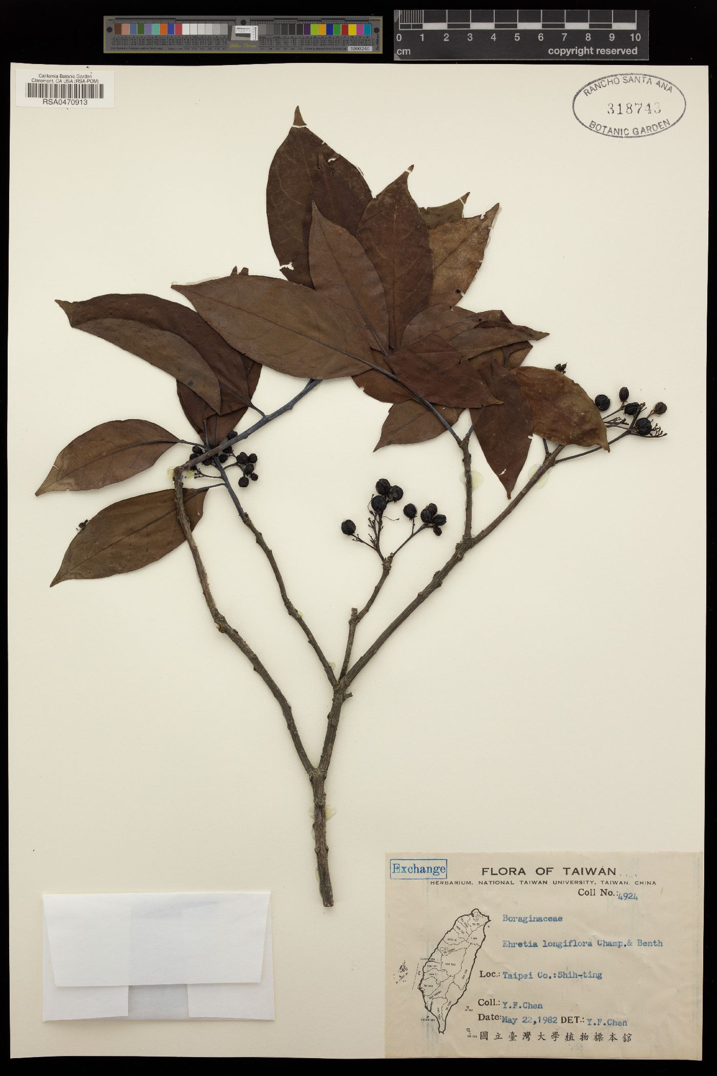 Ehretia longiflora image