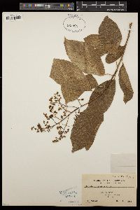 Ehretia acuminata image