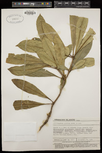 Pittosporum glabrum image