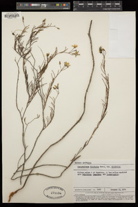Cheiranthera filifolia image