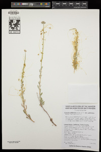 Cuscuta californica var. californica image