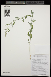 Chenopodium leptophyllum image