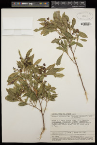 Dodonaea viscosa image