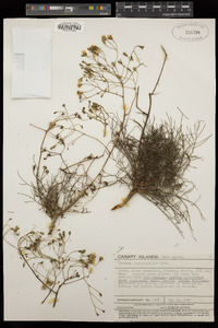 Image of Sonchus leptocephalus