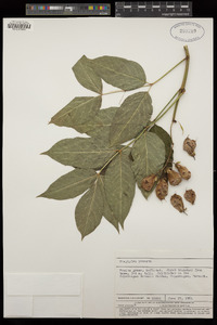 Staphylea pinnata image
