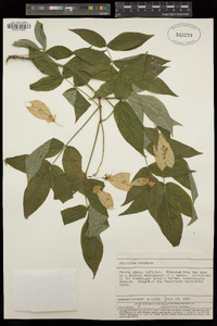 Image of Staphylea colchica