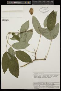 Image of Staphylea holocarpa