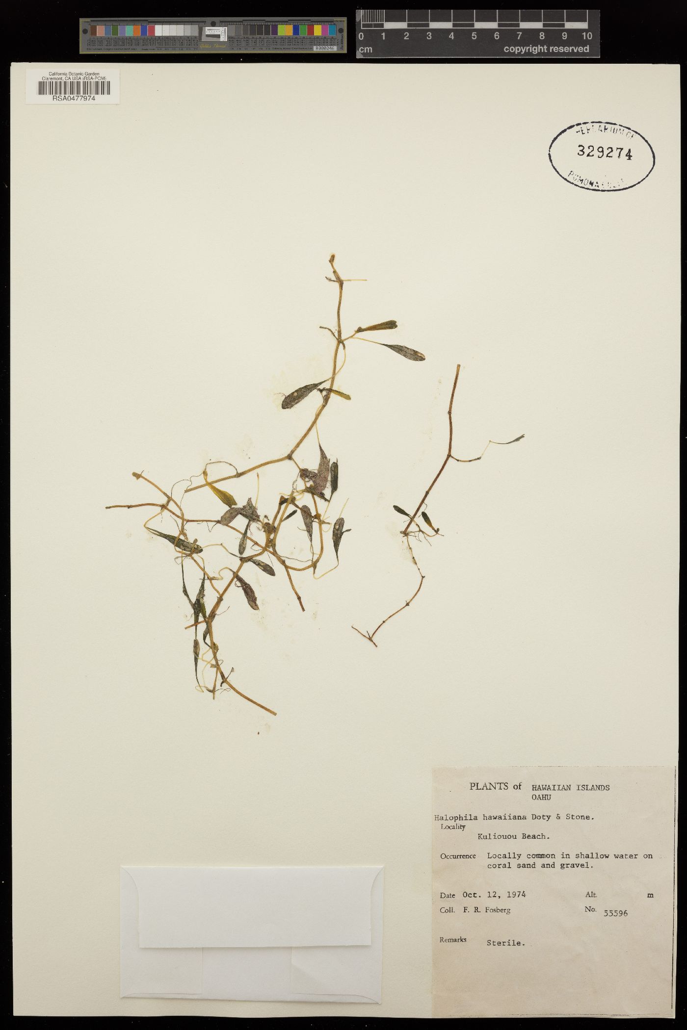 Halophila hawaiiana image