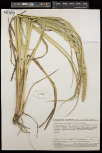 Eragrostis variabilis image