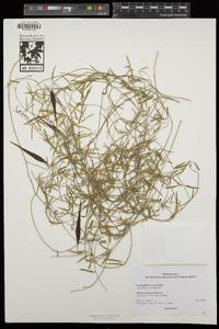 Funastrum heterophyllum image