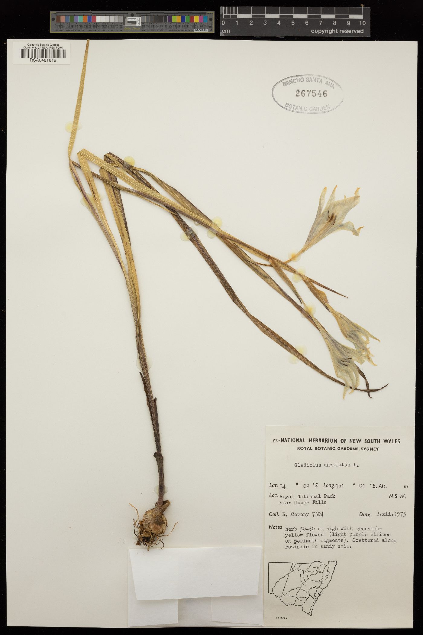 Gladiolus undulatus image