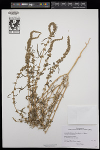 Amaranthus fimbriatus image