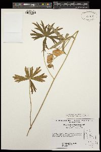 Aconitum delphinifolium image