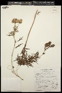 Aconitum tschangbaischanense image