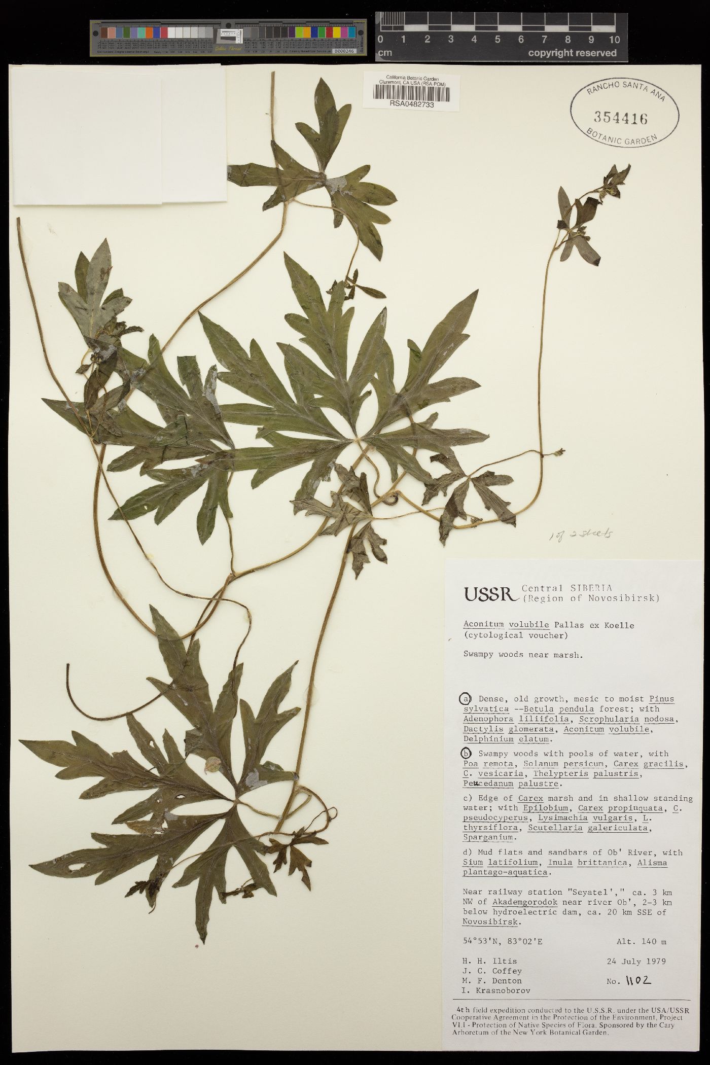 Aconitum volubile image