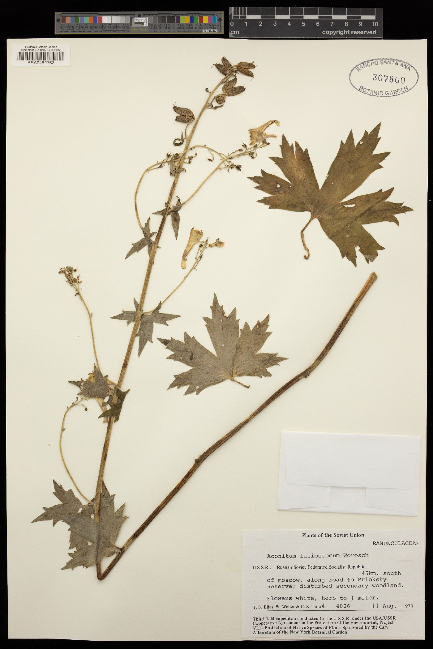 Aconitum lasiocarpum image