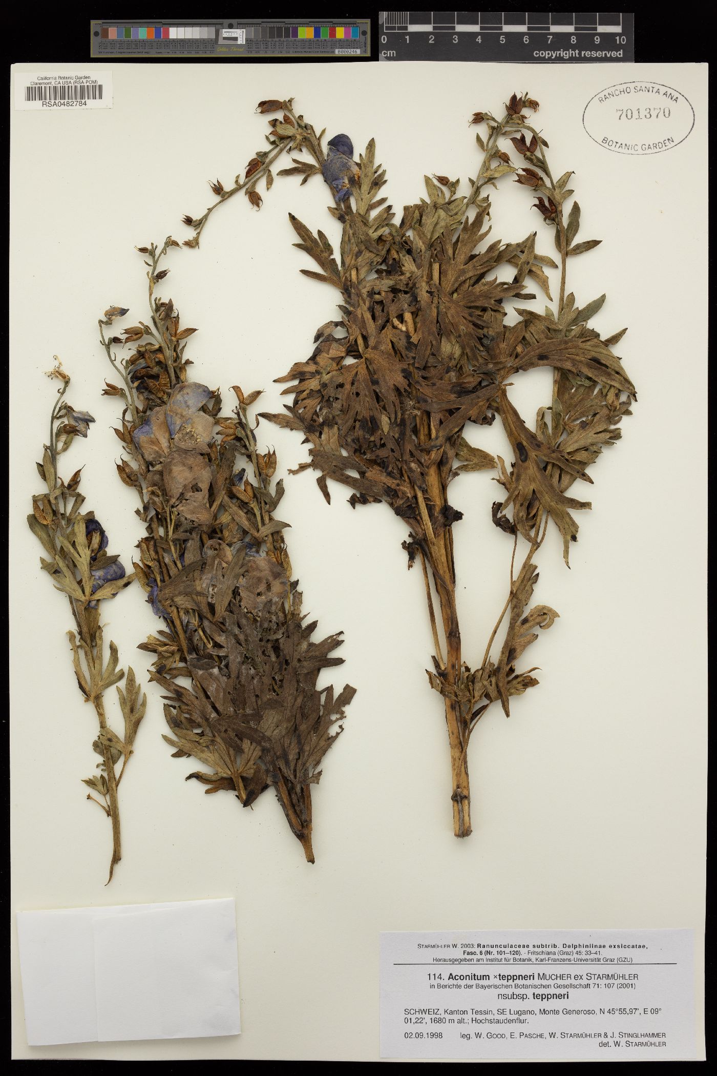 Aconitum × teppneri image