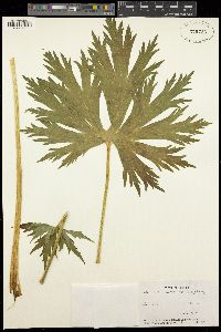 Aconitum lycoctonum subsp. vulparia image