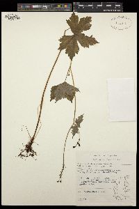 Image of Aconitum alboviolaceum