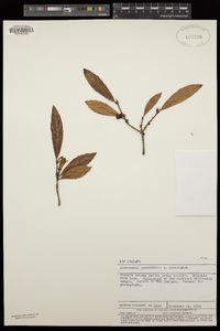 Image of Alseuosmia quercifolia