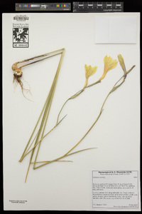 Gladiolus tristis image