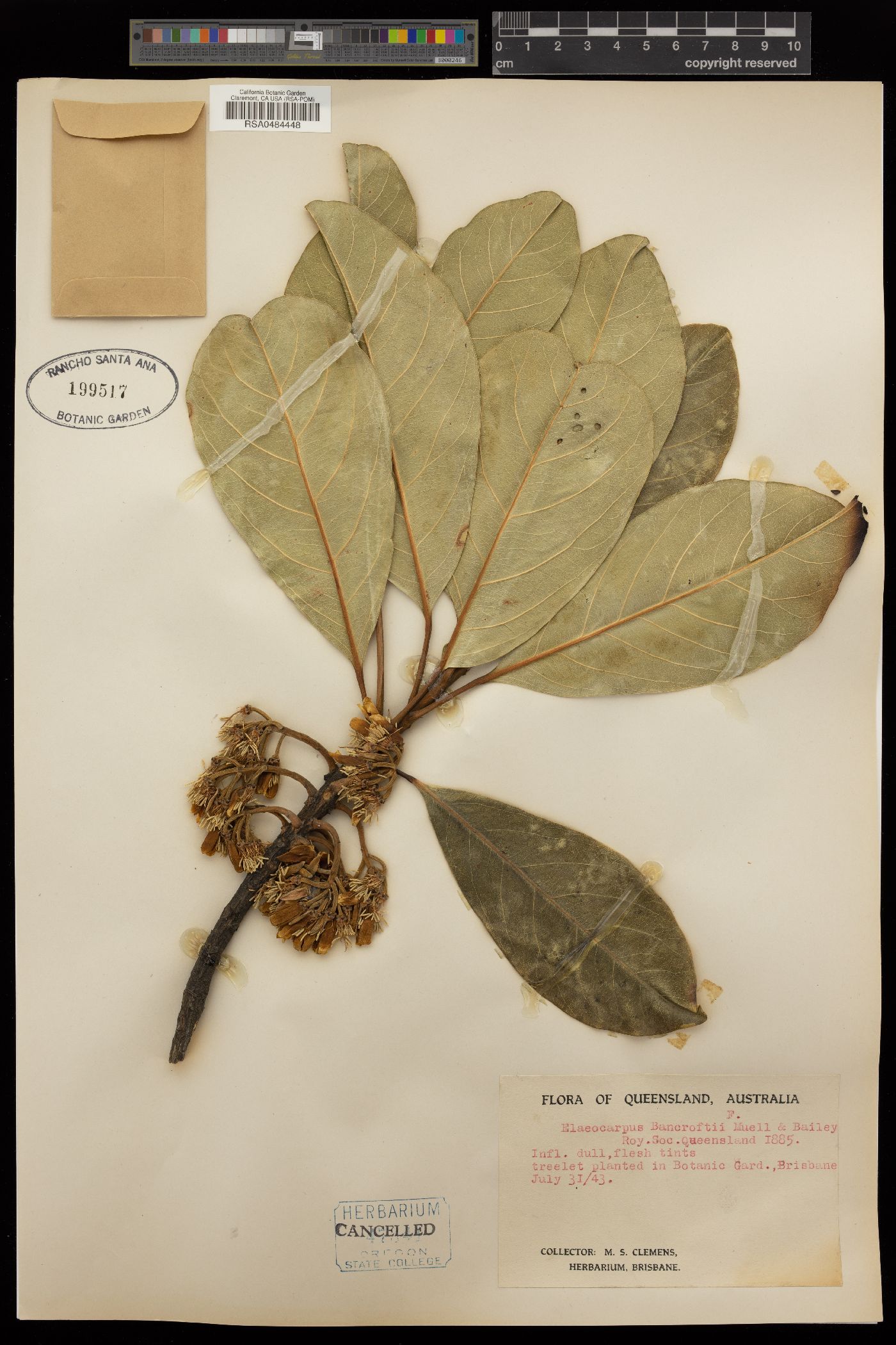 Elaeocarpus bancroftii image