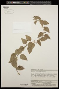 Cocculus orbiculatus image