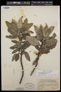 Eriodictyon crassifolium var. crassifolium image