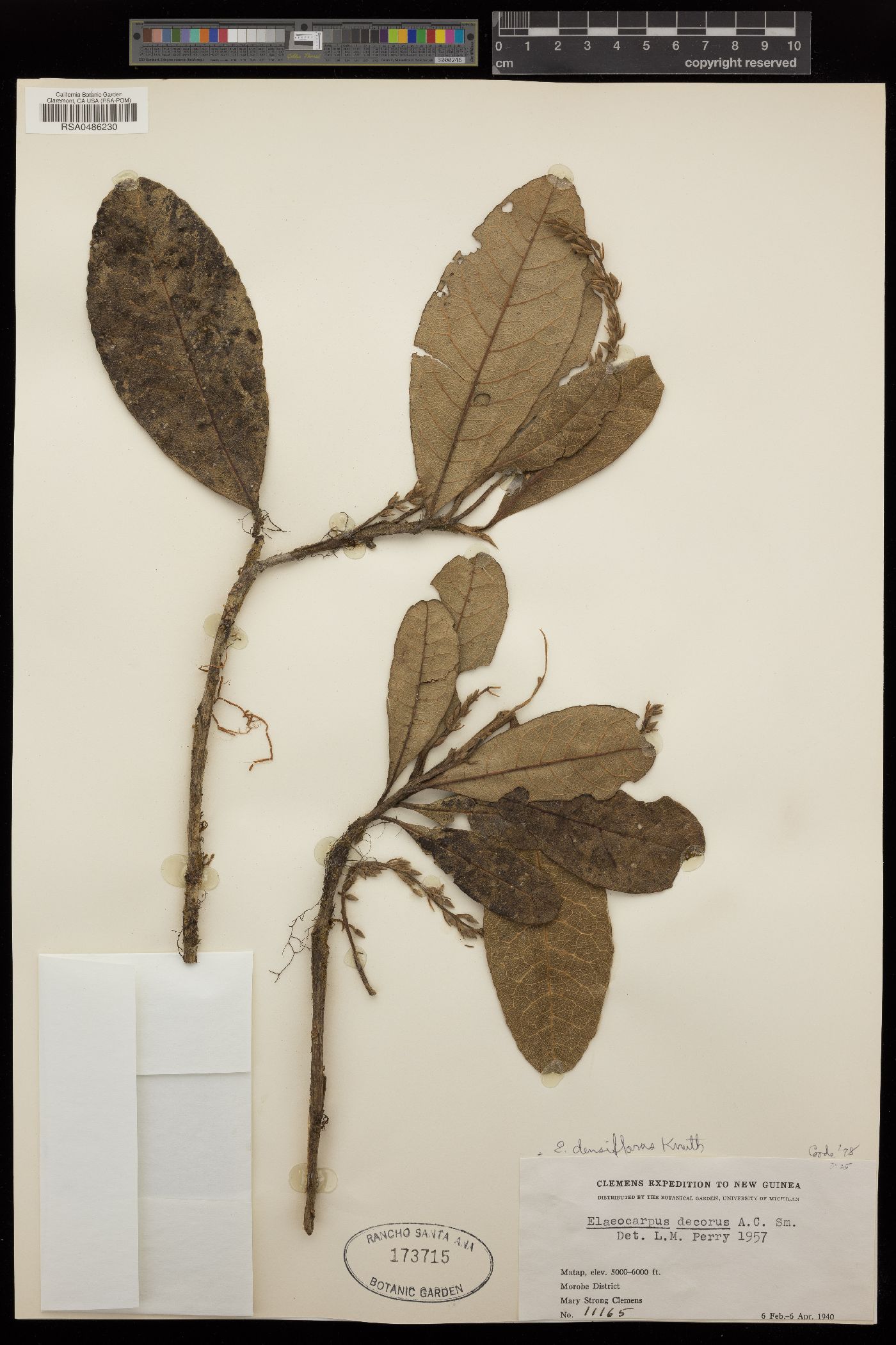 Elaeocarpus densiflorus image
