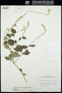 Achyranthes aspera image