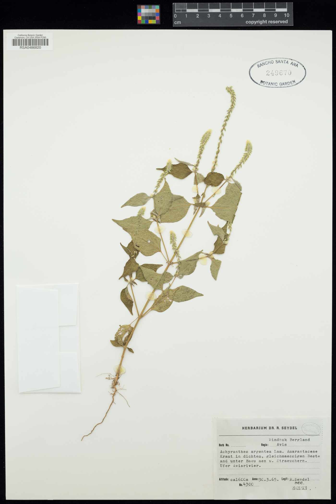 Achyranthes argentea image