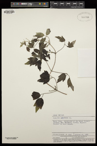 Image of Clematis apiifolia