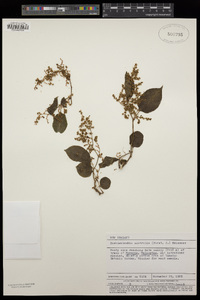 Muehlenbeckia australis image
