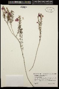 Image of Tetratheca confertifolia