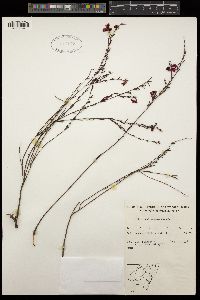 Image of Tetratheca glandulosa