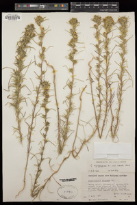 Calycadenia multiglandulosa image