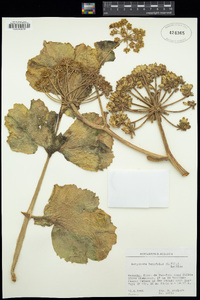 Astydamia latifolia image