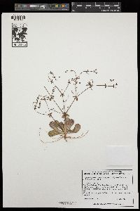 Eriogonum inerme var. hispidulum image