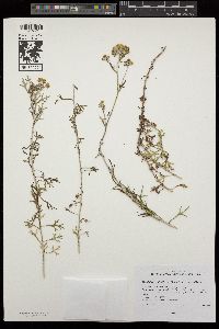 Eriophyllum confertiflorum var. confertiflorum image